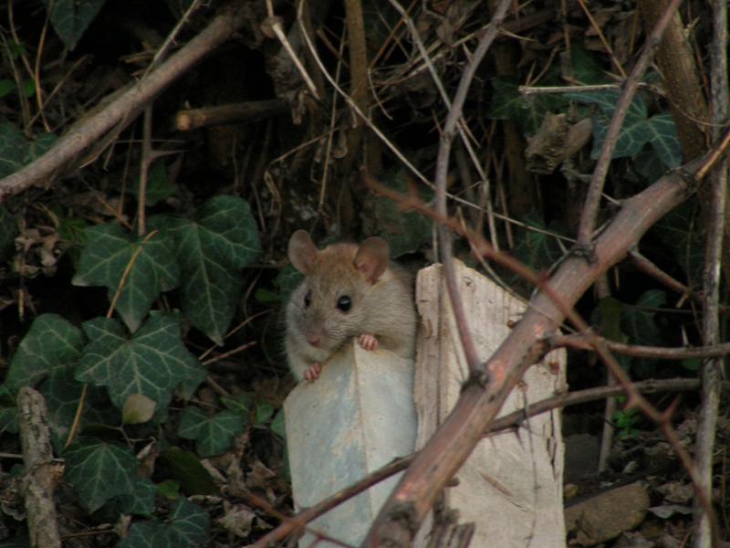 Roditori bolognesi. Rattus rattus